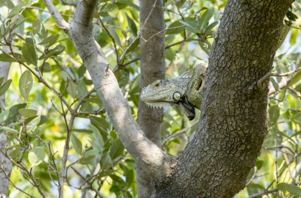The Best Wildlife Experiences in the Florida Keys
