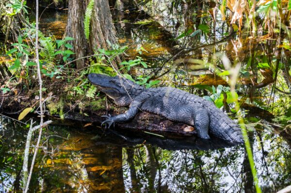 Everglades National Park
