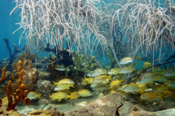 FL Keys Diving & Snorkeling